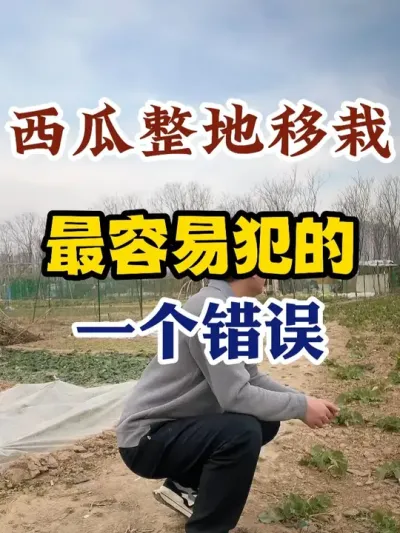 西瓜整地移栽最容易犯的一个错误 #西瓜种植 #西瓜种植技术 #种植小技巧 #传播农业小知识