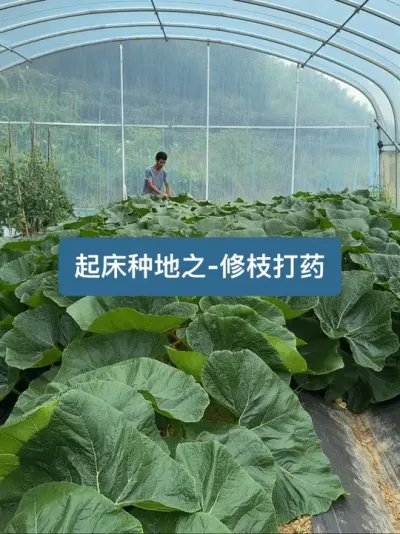 返乡新农人种地日常【今天也是元气满满的一天】 #我的乡村生活 #新农人计划2025