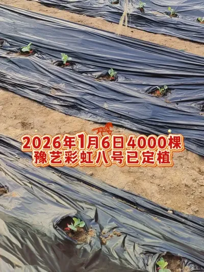 2026年彩虹八号西瓜定植中，具有差异化的品种才更有价值！#彩虹八号#豫艺西瓜 #冰淇淋西瓜 #彩虹西瓜 #吊蔓西瓜