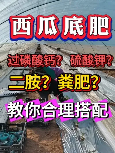 ���ϵ׷�ѡ�� ��������� ������� �վɷ���� #����ݪֲ #������ #����ݪֲ #�������� #8424����