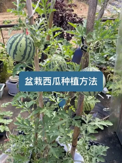 从种植到收获，专业的盆栽西瓜种植方法 #新农人计划2025 #西瓜