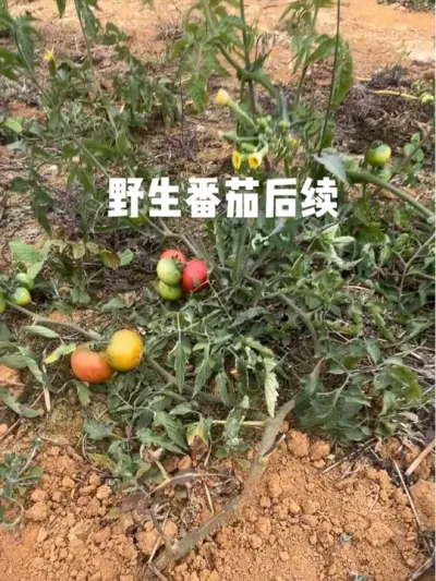 野生番茄后续来啦#番茄种植