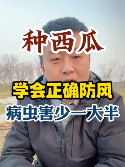 种西瓜学会正确放风病虫害少一大半 #西瓜种植 #种植小技巧 #西瓜种植技术 #传播农业小知识