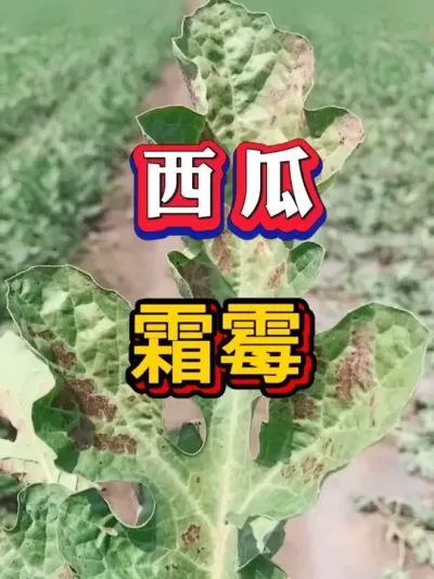 西瓜霜霉防治方法 #种西瓜 #西瓜种植 #大棚种植  #麒麟西瓜 #8424西瓜 #番茄种植 #辣椒种植