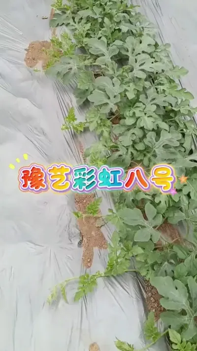 豫艺彩虹八号西瓜海南种植基地，地爬种植即将授粉，布局全国彩虹八号西瓜周年供应，让大家随时都能品尝到美味的彩虹西瓜！#彩虹八号 #彩虹西瓜 #豫艺西瓜 #冰淇淋西瓜 #吊蔓西瓜