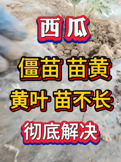 西瓜僵苗 苗黄 黄叶 苗不长 彻底的解决 #种西瓜 #西瓜种植 #大棚种植  #麒麟西瓜 #8424西瓜 #番茄种植  #辣椒种植