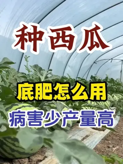 �����ϵ׷�Ӧ����ô�� #����ݪֲ #ݪֲС���� #����ũҵС֪ʶ #����ũҵ֪ʶ��ũ����������