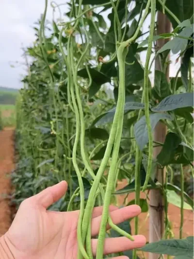 �����ũҵ����һ���ֶ�������ѧ������������̨��ͱ����������˺ܺõļ�Ǯ�������˷����վɱ����о�η֮�ģ���ѧϰݪֲ������������ũ��#���紴ҵ��ũ��#����ݪֲ