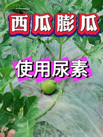 �������ʹ������ #������ #����ݪֲ #����ݪֲ #����ݪֲ  #����ݪֲ #�������� #8424����