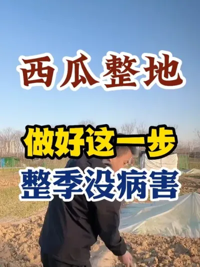 西瓜整地做好这一步整季没病害 #西瓜种植 #西瓜种植技术 #种植小技巧 #传播农业小知识