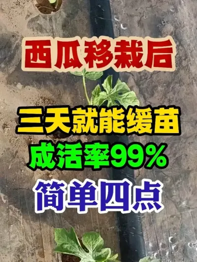 西瓜移栽后三天就能缓苗成活率99%只需做好这四点 #西瓜种植 #西瓜种植技术 #种植小技巧 #传播农业小知识