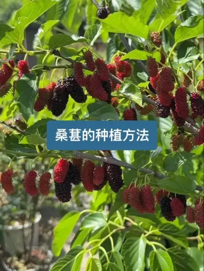 历时两年两个月，从种植到收获，桑葚的种植方法 #新农人计划2025 #还是小时候的味道 #桑葚