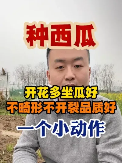 种西瓜开花多坐瓜好不畸形不裂瓜品质好只需一个小动作 #西瓜种植 #西瓜种植技术 #种植小技巧 #传播农业小知识