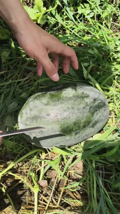 2026��ԥ����ȭ���������ȶ�������2025��¶�������Ѿ�����β����ݪֲ��ȭ������٭���н���֪���������ԥ����ȭ�����������г�ϲ����#ԥ����ȭ�� #ԥ������ #��Ƥ���� #¶������ #��Ƥ����