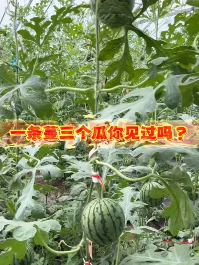 һ����һ�����������ϵ�Ʒ�����������#����������ũ������ #ũҵݪֲ #����ݪֲ #�ʺ����� #��������