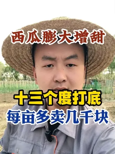 西瓜膨大增甜十三个度打底每亩多卖几千块 #西瓜种植 #农业种植 #种植小技巧 #传播农业小知识 #分享农业知识帮农民增产增收
