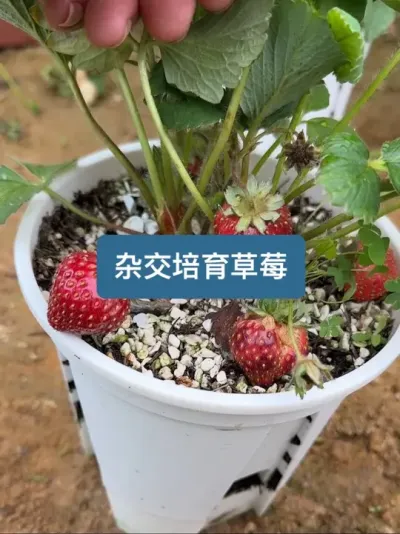 历时一年，教你如何杂交培育出新的草莓品种 #记录我的种植生活 #新农人计划2025 #草莓 #抖音商城