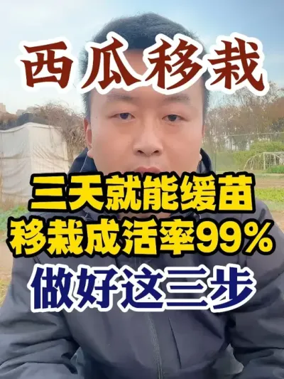 西瓜移栽三天就能缓苗移栽成活率99%只需做好这三步 #西瓜种植 #农业种植 #种植小技巧 #传播农业小知识 #分享农业知识帮农民增产增收