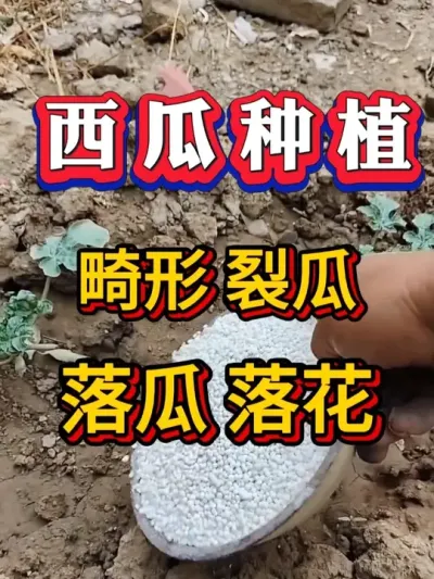 ���� ���� �ѹ� ��� �仨���Ҫ�� #����ݪֲ #������ #����ݪֲ #�������� #8424����