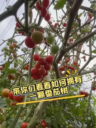 在野生茄子树上嫁接了番茄，品种是甜开胃酒，四个月的时间，小番茄挂满枝头#甜开胃酒小番茄 #番茄树