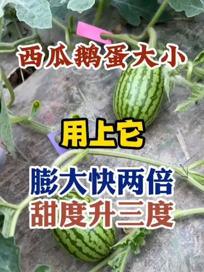 西瓜鹅蛋大小用上它膨大快两倍甜度升三度 #西瓜种植 #农业种植 #种植小技巧 #传播农业小知识 #分享农业知识帮农民增产增收