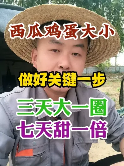 西瓜鸡蛋大小做对这关键的一步三天瓜大一圈七天瓜甜一倍 #西瓜种植 #农业种植 #种植小技巧 #传播农业小知识 #分享农业知识帮农民增产增收