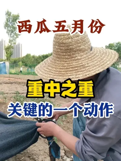 西瓜五月份重中之重关键的一个动作 #西瓜种植 #农业种植 #种植小技巧 #传播农业小知识 #分享农业知识帮农民增产增收