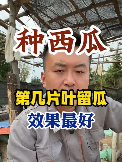种西瓜第几片叶留瓜效果最好 #西瓜种植 #农业种植 #种植小技巧 #传播农业小知识 #分享农业知识帮农民增产增收