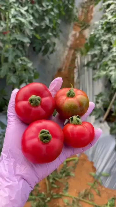 第一次种番茄，品种牧心草莓番茄，就是小时候番茄的味道吧，风味浓郁的高糖番茄#种植番茄 #返乡新农人