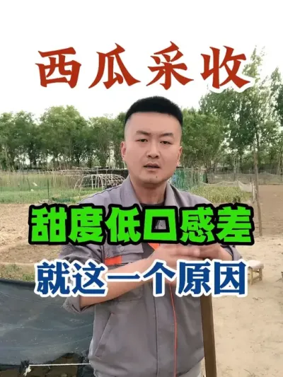 西瓜采收甜度低口感差就这一个原因 #西瓜种植 #农业种植 #种植小技巧 #传播农业小知识 #分享农业知识帮农民增产增收