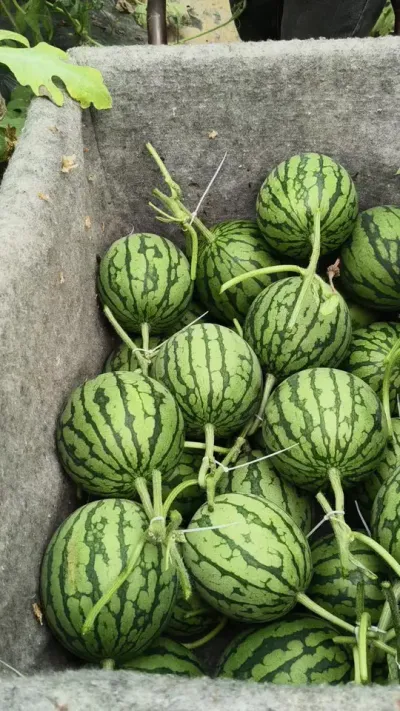 2026�����Ҳʺ�˺����ϼ������������ˣ���������12����Ѯ���ɶ�ֲ������60��ʱ����#�ʺ�˺� #ԥ������ #�ʺ����� #���������