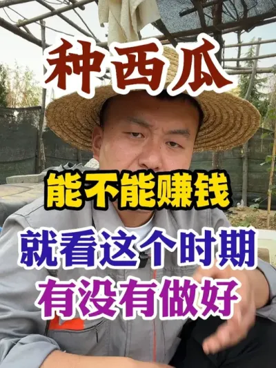 种西瓜能不能赚钱就看这个时期你有没有做好管理 #西瓜种植 #种植小技巧 #农业种植 #传播农业小知识 #分享农业知识帮农民增产增收