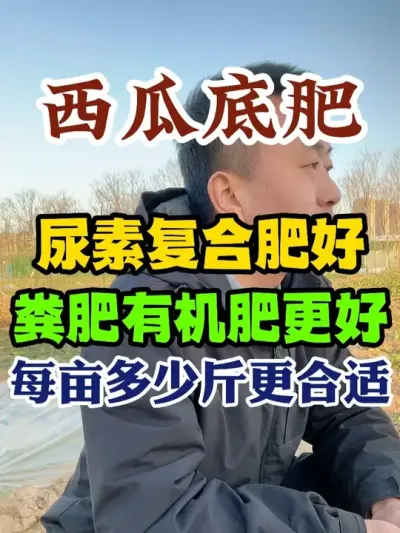 西瓜底肥是用尿素复合肥好还是粪肥有机肥好每亩用多少斤更合适 #西瓜种植 #西瓜种植技术 #种植小技巧 #传播农业小知识