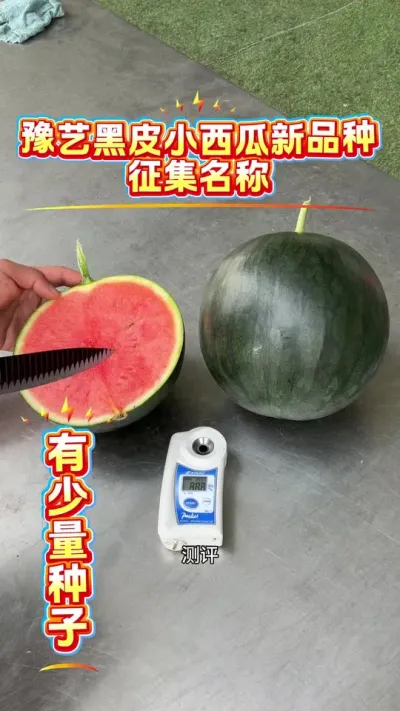 ԥ�պ�ƤС������Ʒ�������������Ӵ���λ��٭���ԣ�#ԥ������ #��Ƥ���� #����