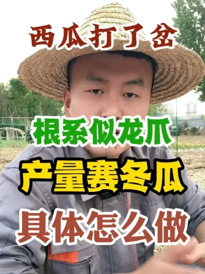 西瓜打了岔根系似龙爪产量赛冬瓜具体怎么做 #西瓜种植 #农业种植 #种植小技巧 #传播农业小知识 #分享农业知识帮农民增产增收