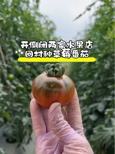 返乡创业，试种了牧心草莓番茄，竟然也是被我种出来了10个糖以上啦#返乡创业新农人 #种植番茄