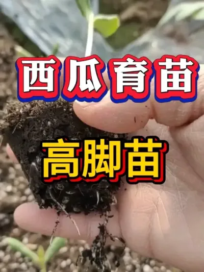 ���ϸ߽���Ľ��Ҫ�� #������ #����ݪֲ #����ݪֲ #����ݪֲ #����ݪֲ  #�������� #8424����