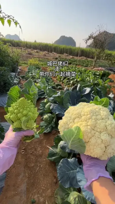 城巴佬们，带你们一起摘菜去！#小菜园 #新鲜采摘
