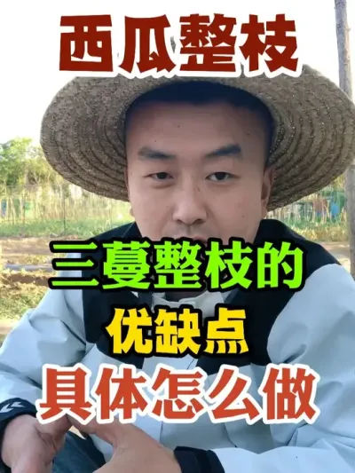 西瓜三蔓整枝的优缺点具体应该怎么做 #西瓜种植 #农业种植 #种植小技巧 #传播农业小知识 #分享农业知识帮农民增产增收