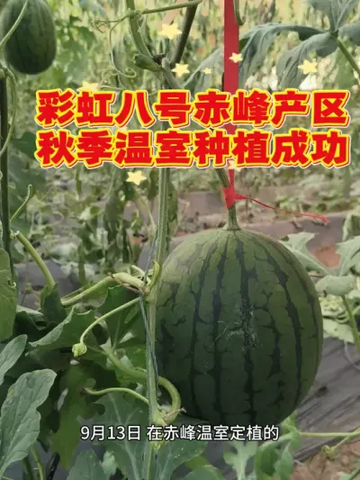 �������ʺ�˺��＾����ݪֲ�������죡2026�����ֲʺ�˺���������#�ʺ�˺� #�ʺ����� #ԥ������ #��������� #��ȿ����