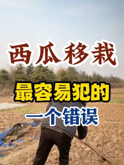 西瓜移栽最容易犯的一个错误 #西瓜种植 #西瓜种植技术 #种植小技巧 #传播农业小知识