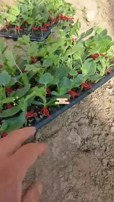 2026年山东聊城彩虹八号开始定植啦！#豫艺西瓜 #彩虹八号 #彩虹西瓜 #冰淇淋西瓜 #黄瓤西瓜