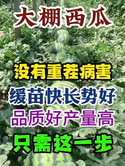 ��������û���ز粡������쳤�ƺ�Ʒ�ʺò�����ֻ����һ�� #����ݪֲ #ũҵݪֲ #ݪֲС���� #����ũҵС֪ʶ #����ũҵ֪ʶ��ũ����������