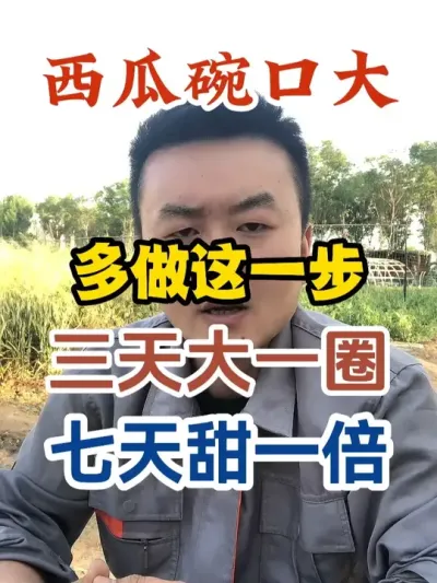 西瓜碗口大多做这一步三天大一圈七天甜一倍 #西瓜种植 #农业种植 #种植小技巧 #传播农业小知识 #分享农业知识帮农民增产增收
