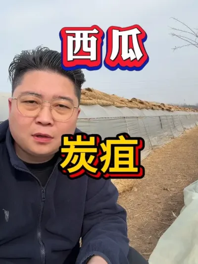 西瓜炭疽 #种西瓜  #西瓜种植 #大棚种植  #麒麟西瓜#8424西瓜  #番茄种植 #辣椒种植