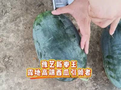 ԥ����ȭ�����ϸ߶�¶��������ѡƷ������һ�ھͰ��ϵ�ζ��������֮���ؽ������г��Ͽɣ�#ԥ����ȭ�� #ԥ������ #��Ƥ���� #¶������ #��������