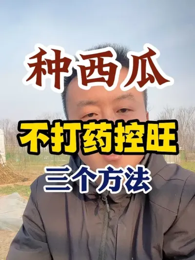 西瓜不打药就能控旺的三个方法 #西瓜种植 #西瓜种植技术 #种植小技巧 #传播农业小知识