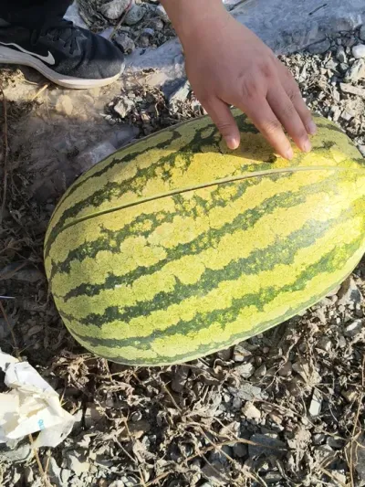 ����ѹɰ����Ҫ��Ӧ���������㻹��ѹɰ����������#��ɰ�� #¶������ #ѹɰ�� #ԥ������