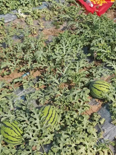 ��ԥ����¶��С����ݪֲ�������������׹�����һ��������Ʒ���������Ժ�������ȿ�Ĳ�������������Ʒ�ʺ�����������������͵����Ը��õ�Ʒ����#��ԥ���� #С�������� #ԥ������ #�������� #������������