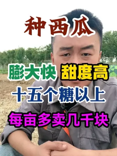 种西瓜膨大快甜度十五个度以上每亩多卖几千块就这样做 #西瓜种植 #农业种植 #种植小技巧 #传播农业小知识 #分享农业知识帮农民增产增收